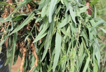 Launea cornuta plant harvested for vegetable in coast Kenya © Muia J, 2023