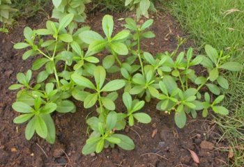 Talinum fruticosum (Waterleaf) plant Ⓒ Maundu, 2006