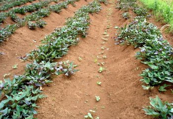 Sweet potato grown on ridges in a furrow system, Kisa, Western Kenya. © Maundu, 2005