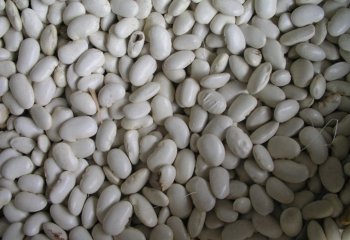 Beans-white, Kenya. Ⓒ Adeka et al., 2005