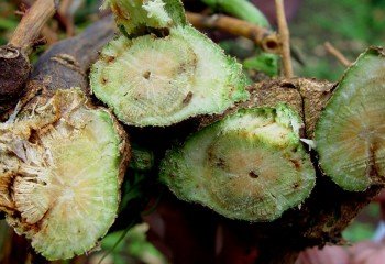 <b>Fusarium wilt </b>on passion fruit. Note browning of water conducting tissues <b>Fusarium wilt </b>on passion fruit. Note browning of water conducting tissues