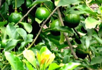 Avocado fruits Healthy avocado fruits on a tree