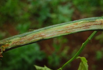 Fusarium wilt on passion fruit Fusarium wilt on passion fruit. Close-up of a cut stem showing brownish water-conducting tissues.