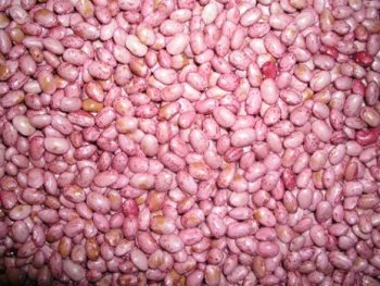 Beans-rose coco (GLP 2) (Green