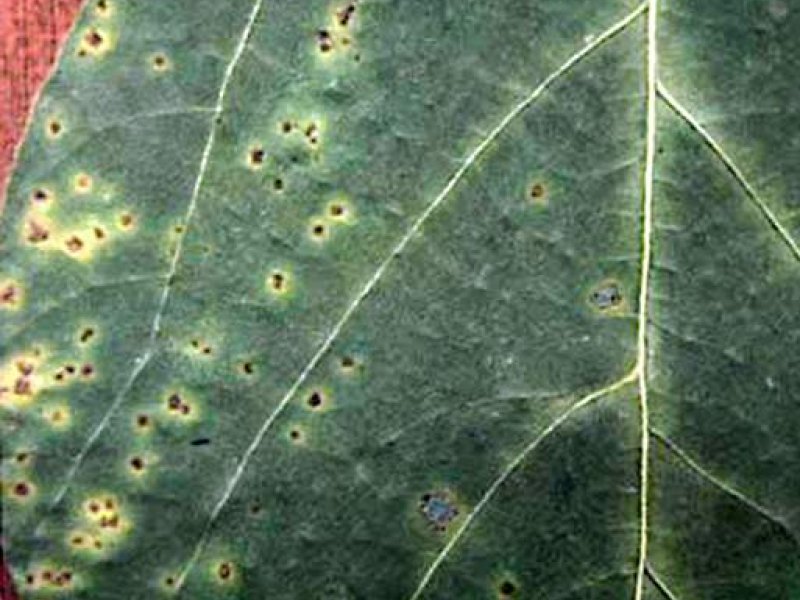 Soybean bacterial pustules caused by Xanthomonas axonopodis