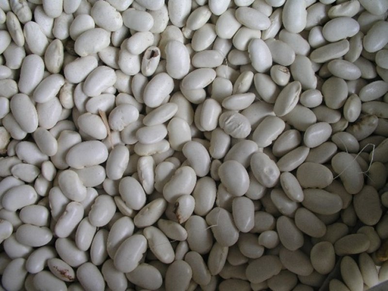 Beans-white, Kenya. 