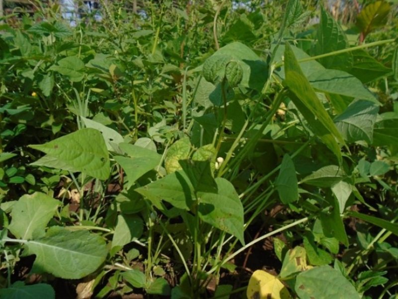 Common beans (Phaseolus vulgaris). Ⓒ Maundu, 2014