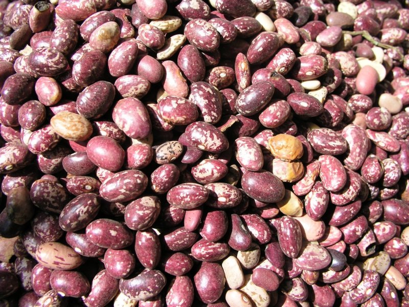 Dried bean seeds. Ⓒ Maundu, 2005