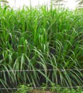 Napier grass Napier grass
