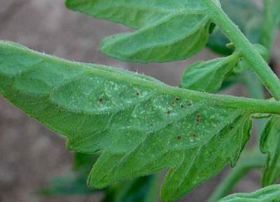 Spider Mites Infonet Biovision Home Initial Infestation Of Spider Mites On Tomato Note Seen As Reddish Specks Underside A Leaflet