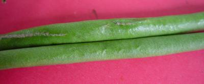 Thrips damage on bean pods (c) A.M. Varela, icipe