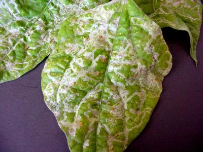 Leafminer damage on french beans (c) A.M. Varela, icipe