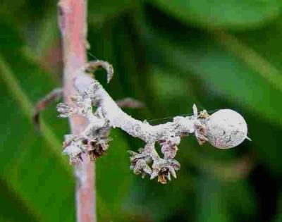 Powdery mildew on mango (c) A.A. Seif, icipe