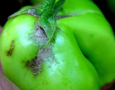 Thrips damage on tomato (c) A.M. Varela, icipe