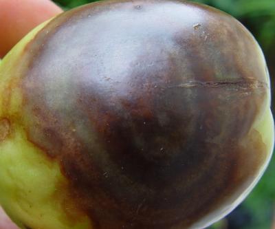 Late blight of tomato fruit (c) A.M. Varela, icipe