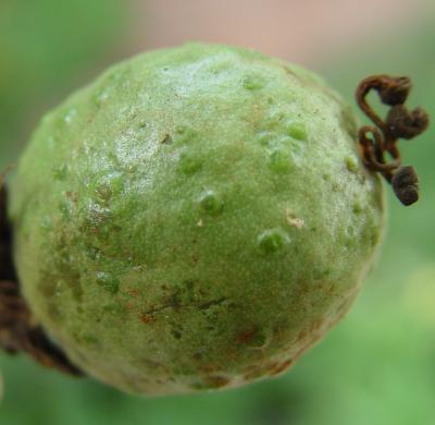 Thrips damage on passionfruit (c) A.M. Varela, icipe