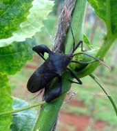 <b>Adult tip wilter</b> <i>  (Anoplocnemis curvipes)</i> is 2.5cm long