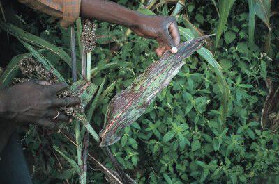 Anthracnose on sorghum. Typical anthracnose symptoms are circular-elliptical dark spots, sometimes with a red pigmentation, which vary in size from 2 mm to more than 2 cm. The centre of mature lesions is straw-coloured and contains numerous fungal fruiting bodies (acervuli). Under humid conditions, on the spots , grey/cream/salmon-coloured spore masses are produced. (c) Courtesy EcoPort (http://www.ecoport.org): J.A. Frowd