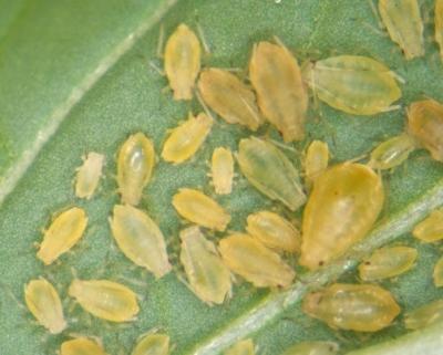 Green peach aphid (Myzus persicae). Adult wingless females are 1-2 mm in body length and very variable in colour. (c) Whitney Cranshaw, Colorado State University, Bugwood.org