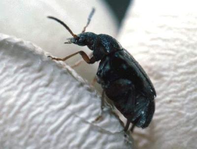 The cowpea weevil Callosobruchus maculatus on cowpea (Vigna unguiculata) seeds. Adults are 2 to 3.5 mm long (c) Peter Credland. Reproduced from the Crop Protection Compendium, 2006 Edition.