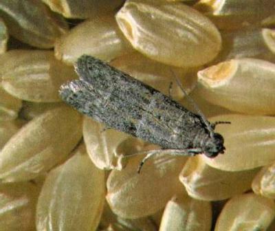 Storage moth (Ephestia cautella). The forewings of the adult are greyish-brown with an indistinct pattern. The wing span is 1-2 cm. (c) Courtesy EcoPort (http://www.ecoport.org): Ministry of agriculture, Japan