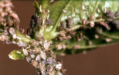 Black legume aphid / Groundnut aphid (Aphis craccivora) is a relatively small aphid. Immatures are slightly dusted with wax, adults without wax. Apterae are 1.4-2.2 mm long. Alatae (winged form) 1.4-2.1 mm. (c) Clemson University - USDA Cooperative Extension Slide Series, Bugwood.org