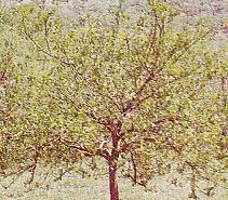 Lemon tree infested with citrus nematodes (Tylenchulus semipenetrans)