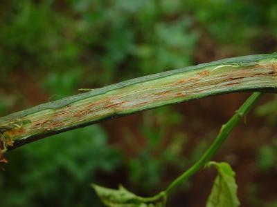 Fusarium wilt on passionfruit. Close-up of a cut stem showing brownish water-conducting tissues. (c) A.M. Varela, icipe