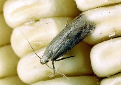 Grain moth (Sitotroga cerealella). The moth is small, pale brown, 5-7 mm long with wings folded, wingspan 1-1.6 cm. (c) Clemson University - USDA Cooperative Extension Slide Series, Bugwood.org