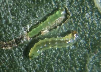 Legless maggot of the leafmining fly (Liriomyza brassica) with no separate head capsule, transparent when newly hatched but colouring up to a yellow orange in later instars, up to 3-4 mm long. (c) Jerry A. Payne, USDA Agricultural Research Service, Bugwood.org