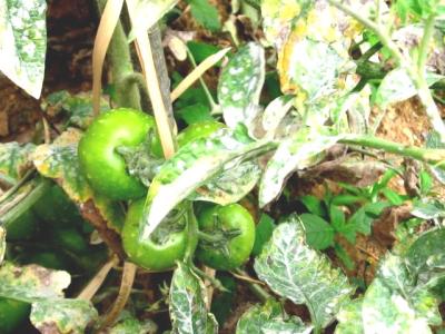 Powdery mildew on tomato (c) A. A. Seif, icipe