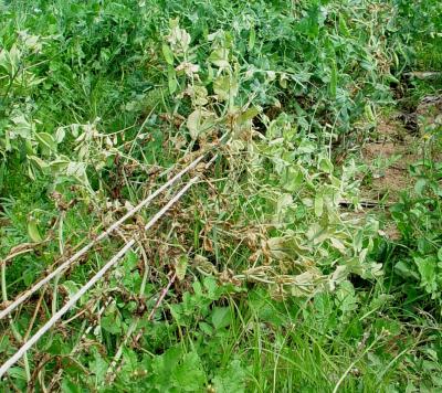 Fusarium wilt on peas (c) A.M. Varela, icipe