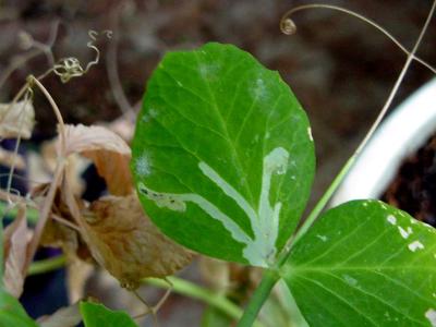 Damage by leafminer maggot on pea leaves (c) A.M. Varela, icipe