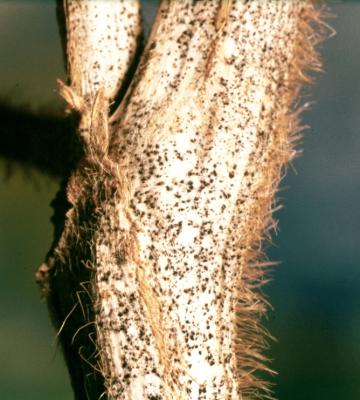 Anthracnose on soybean. (Colletotrichum truncatum / C. dermatium forma truncatum) Infected tissues are covered with black fruiting bodies (conidiomata) which produce minute black spines (setae) that can be seen with the unaided eye. (c) Clemson University - USDA Cooperative Extension Slide Series, Bugwood.org