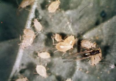 Cotton aphid (Aphis gossypii) is a small aphid. Adults range from just under 1-1.5 mm in body length. (c) Mississippi State University Archive, Mississippi State University, Bugwood.org