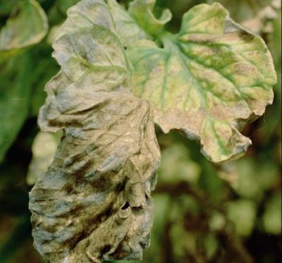 Early blight (Alternaria solani symptoms on tomato leaf. (c) Clemson University - USDA Cooperative Extension Slide Series, Bugwood.org