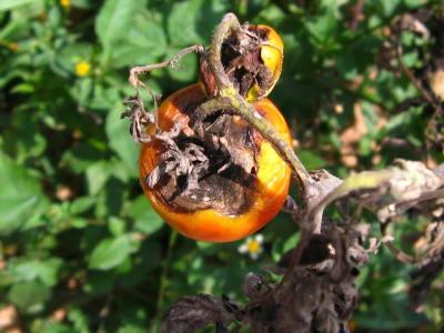 Early blight fruit symptoms (c) A. A. Seif, icipe