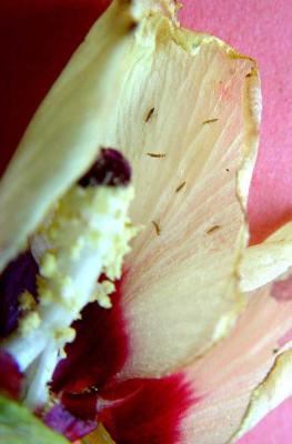 Thrips on okra flower (c) A.M. Varela, icipe