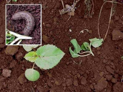 Okra seedling damaged by cutworm caterpillar (right). Note healthy seedling on the left. Close-up of cutworm (inset) (c) A.M. Varela, icipe