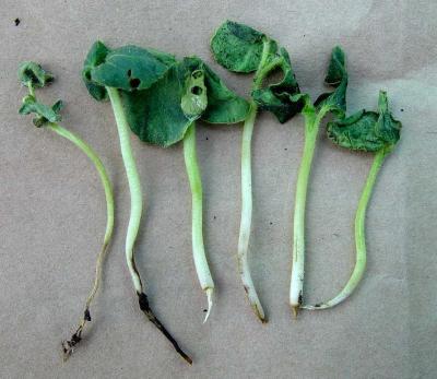 Okra seedlings affected by damping-off (c) A.A. Seif & A.M. Varela, icipe
