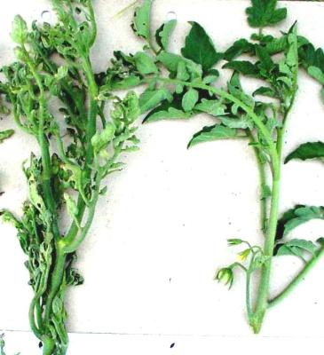 Tomato yellow leaf curl virus. Note multiple shoots, thickened shoots and deformed yellow (c) A.A. Seif, icipe