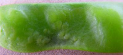 Thrips damage on pea pod (c) A.M.Varela, icipe