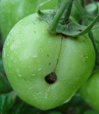 Thrips and their feeding damage on tomato fruits. Note residues of pesticide applied seen as white marks. (c) A.M.Varela, icipe