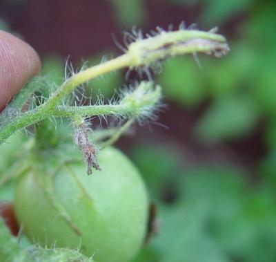 Thrips damage to flower buds on tomato (c) A.M.Varela, icipe
