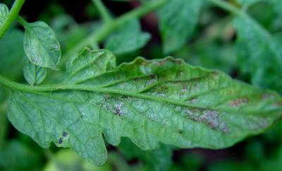 Thrips damage to tomato leaflet (c) A.M.Varela, icipe