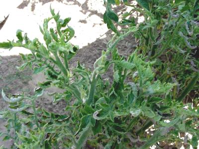 Tomato yellow leaf curl virus. Note thickened shoots. (c) A.A. Seif, icipe