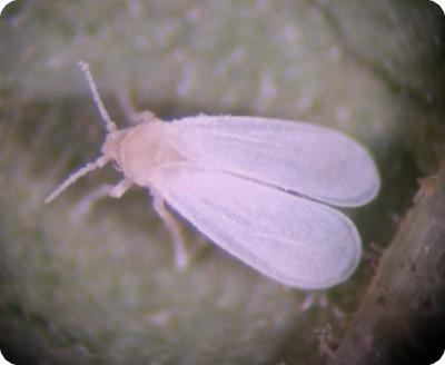 Adult of the greenhouse whitefly (c) M. Billah, A. M. Varela, icipe