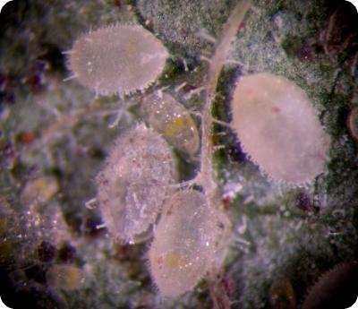 Close-up of the nymphs of the greenhouse whitefly (c) M. Billah, A. M. Varela, icipe