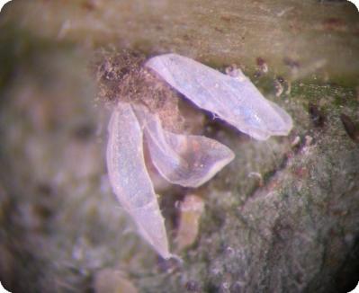 Whitefly killed by fungus (c) M. Billah, A. M. Varela, icipe