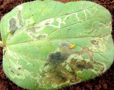 Leaf of okra seedling showing attack by leafmining flies. Note pupa on leaf. (c) A.M.Varela, icipe